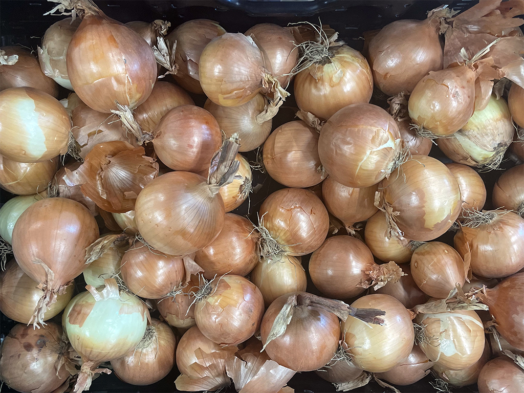 Vöröshagyma lédig